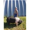 Image 2 : Colter Snedigar - Market Hog