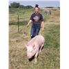 Image 2 : Gracie Skoyen - Market Hog