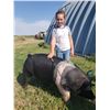 Image 2 : Lillie Skoyen - Market Hog