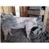 Image 2 : Natalie Richman - Market Hog