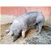 Image 2 : Hannah Richman - Market Hog