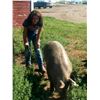 Image 2 : Grace Buck - Market Hog