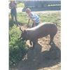 Image 2 : Gus Buck - Market Hog
