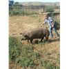 Image 2 : Charlie Buck - Market Hog