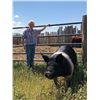 Image 2 : Koleman Anderson - Market Hog