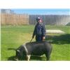Image 2 : Hudson Simons - Market Hog