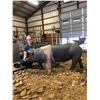 Image 2 : Alyssa Gruszie - Market Hog