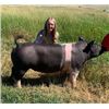 Image 2 : Madilyn Gruszie - Market Hog