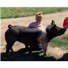 Image 2 : Kenneth Gruszie - Market Hog