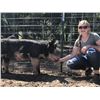 Image 2 : Morgan Friede - Market Hog
