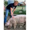 Image 2 : Andrew Rasmussen - Market Hog