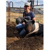 Image 2 : Bailey Billmayer - Market Hog
