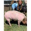 Image 2 : Katie Tilleman - Market Hog