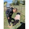 Image 2 : Daniel Tilleman - Market Hog