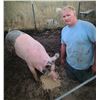 Image 2 : Christopher Jungers - Market Hog