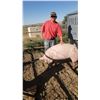 Image 2 : Julian Powell - Market Hog