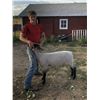 Image 2 : Tyler Schoen - Market Lamb