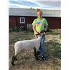 Image 2 : Hannah Schoen - Market Lamb
