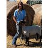 Image 2 : Katie Tilleman - Market Lamb