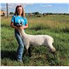 Image 2 : Jessa Schroder - Market Lamb