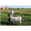 Image 2 : Evan Schroeder - Market Lamb