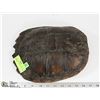 Image 1 : 11" X 10" LGE SNAPPING TURTLE FOR SMUDGING