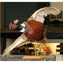 TAXIDERMY PHEASANT