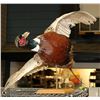 Image 1 : TAXIDERMY PHEASANT