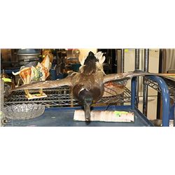 TAXIDERMY DUCK