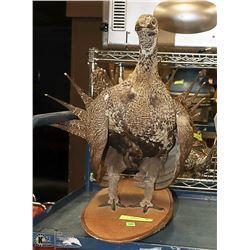 TAXIDERMY TURKEY