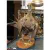 Image 1 : TAXIDERMY TURKEY