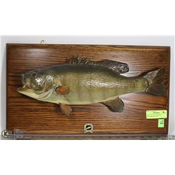 MOUNTED WALL HANGING FISH-DAMAGED TAIL