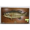 Image 1 : MOUNTED WALL HANGING FISH-DAMAGED TAIL