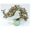 Image 1 : FLOWERING BONZAI GLASS PLANT.