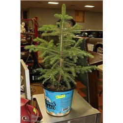 POTTED WHITE SPRUCE TREE