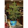 Image 1 : POTTED WHITE SPRUCE TREE