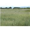 Image 6 : 65 Acres of CRP