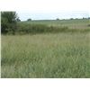 Image 7 : 65 Acres of CRP