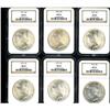 Image 1 : Lot of Twelve Peace Dollars NGC
