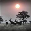 Image 5 : WIETS SAFARIS SOUTH AFRICAN 7 DAY HUNT 2 HUNTER