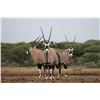 Image 4 : WIETS SAFARIS SOUTH AFRICAN 7 DAY HUNT 4 HUNTERS