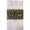 Image 2 : CASED BUTTERFLIES AND CASED BUGS