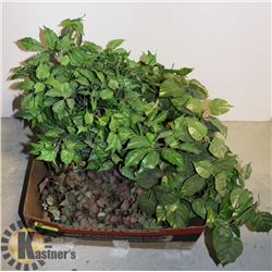 BOX WITH 3 ARTIFICIAL PANTS IN POTS -