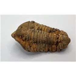 11)  TRILBOBITE FOSSIL SPECIMEN
