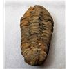 Image 2 : 11)  TRILBOBITE FOSSIL SPECIMEN