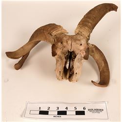 Triple Horned Ram Skull (120876)