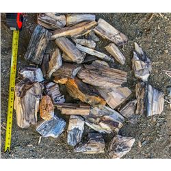 Nevada Petrified Wood (122176)