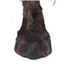 Image 10 : Montana Shiras Moose Shoulder Mount