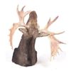 Image 14 : Montana Shiras Moose Shoulder Mount