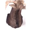Image 15 : Montana Shiras Moose Shoulder Mount